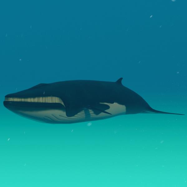 Fin Whale - دانلود مدل سه بعدی نهنگ باله - آبجکت سه بعدی نهنگ باله - دانلود مدل سه بعدی fbx - دانلود مدل سه بعدی obj -Fin Whale 3d model - Fin Whale object - download Fin Whale 3d model - 